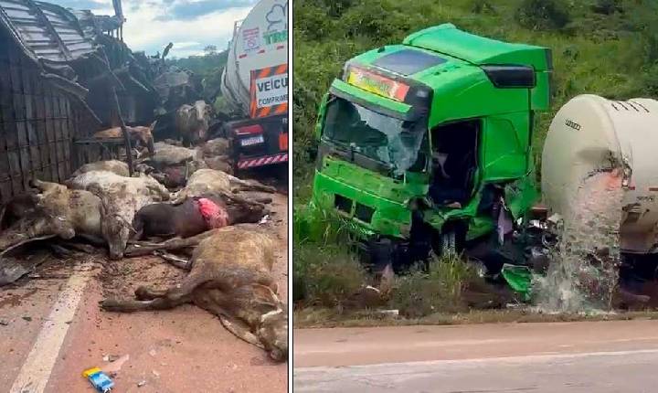 Colisão entre carretas na BR-163 deixa bois mortos e feridos próximo a Moraes Almeida, em Itaituba