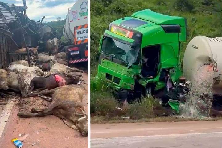 Colisão entre carretas na BR-163 deixa bois mortos e feridos próximo a Moraes Almeida, em Itaituba