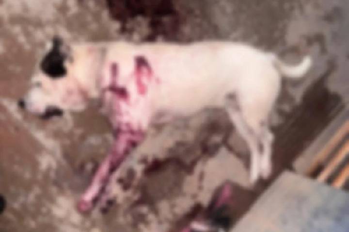 Homem é conduzido à delegacia após cão ser morto a facadas em Itaituba