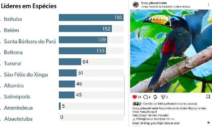Itaituba se destaca no Global Big Day 2026 e lidera ranking de espécies registradas no Pará