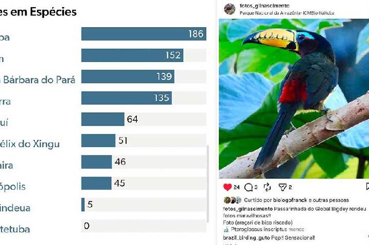 Itaituba se destaca no Global Big Day 2026 e lidera ranking de espécies registradas no Pará