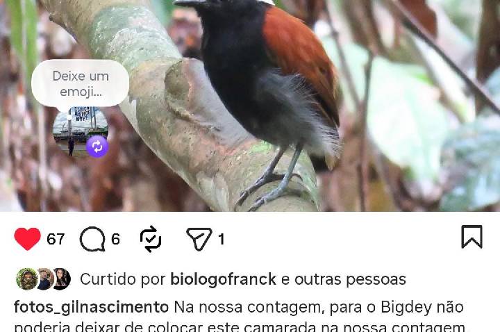 Galeria de Imagem