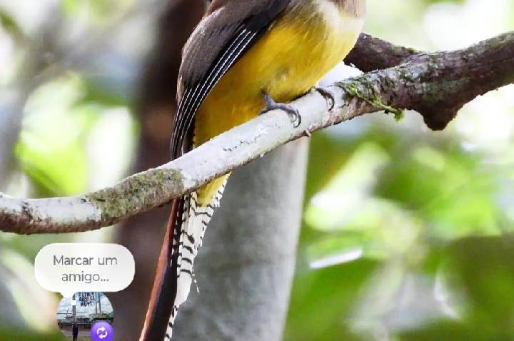 Galeria de Imagem