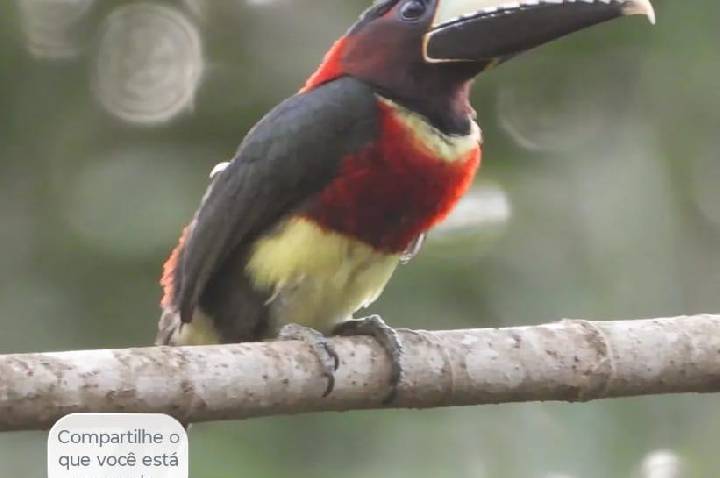 Galeria de Imagem