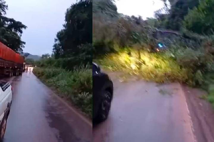 Queda de árvore interdita trecho da BR-163 e provoca congestionamento na Serra do Piquiatuba em Santarém PA