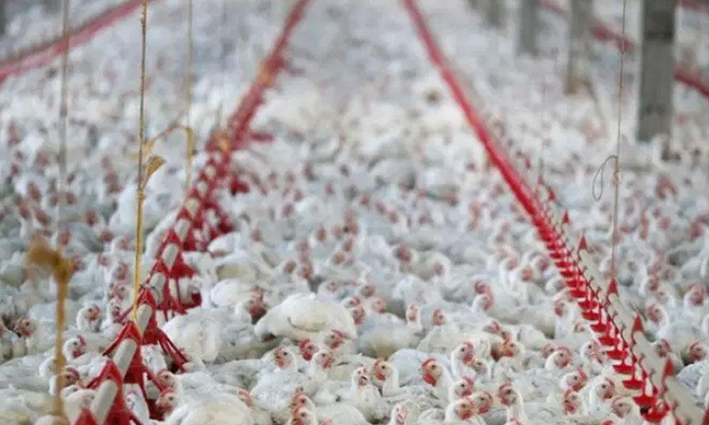 Autoridades chinesas dizem que frango importado do Brasil veio com coronavírus