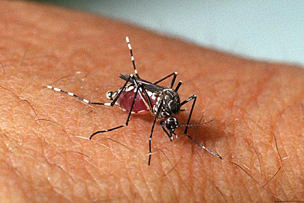 SESPA VAI INTENSIFICAR COMBATE A DENGUE