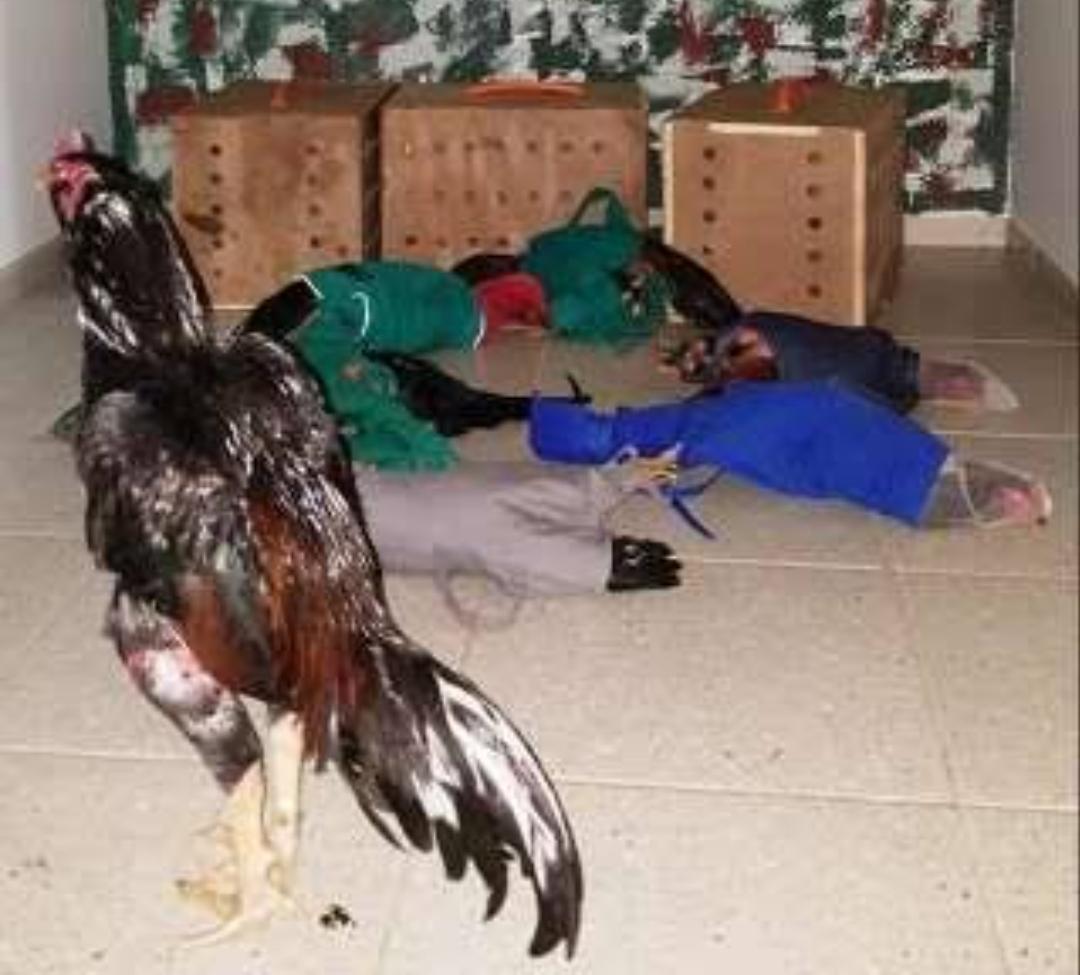 43 GALOS SÃO RESGATADOS PELA POLÍCIA