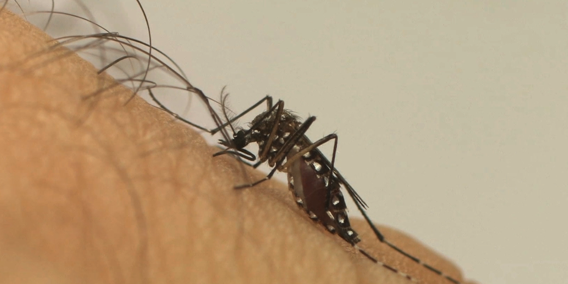 PARÁ REGISTRAR QUEDA EM CASOS DE DENGUE