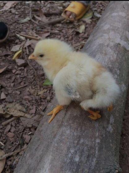 NASCE PINTO COM QUATROS PATAS