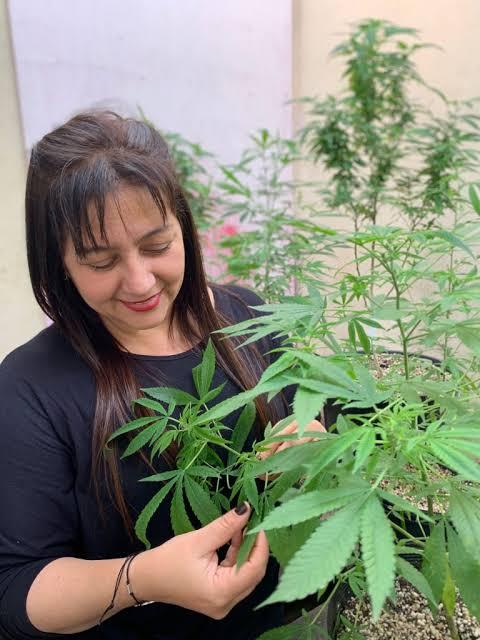 Câmara dos Deputados aprova lei que legaliza a maconha