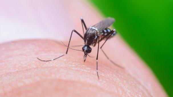 FÁBRICA DE MOSQUITOS PARA COMBATER A DENGUE