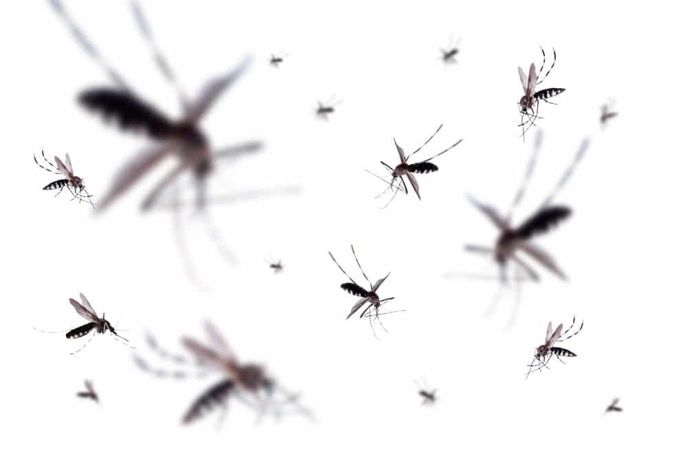 Moradores ficam furiosos com a liberação de 500 milhões de mosquitos geneticamente modificados