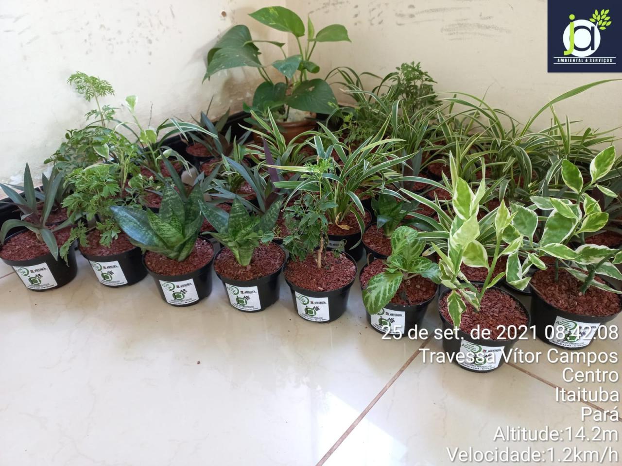 A secretária de maio ambiente SEMMA, vai promover ação de conscientização ao dia da árvore em Itaituba