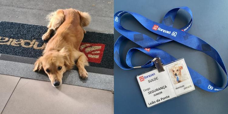 Cachorro viraliza ao se tornar ‘funcionário’ de agência bancária paraense e ganhar crachá da empresa