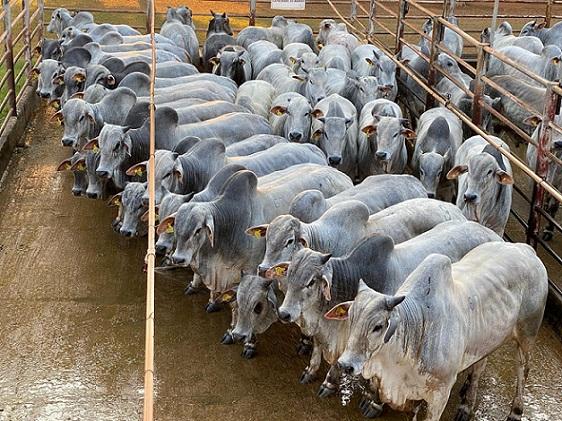EUA debatem lei que pode barrar US$ 500 milhões em exportações do Brasil onde a desmatamento