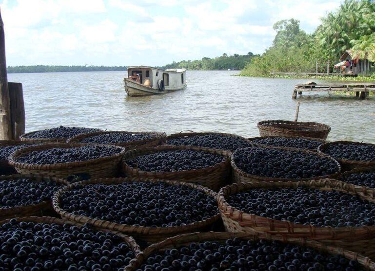 Procura mundial por açaí está destruindo a Amazônia