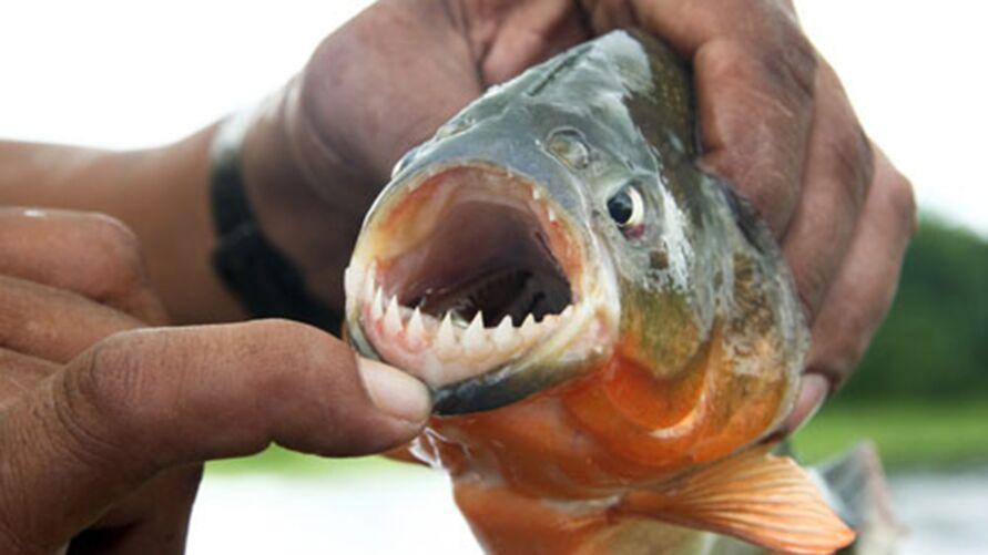 Piranhas atacam e devoram quatro pessoas e autoridades emitem alerta