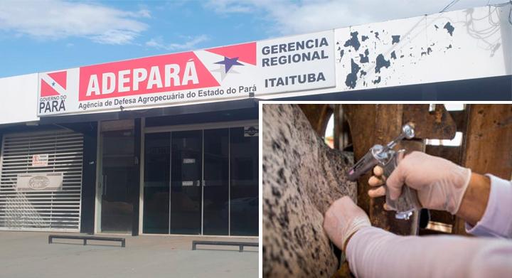 ADEPARÁ já iniciou a campanha de vacinação contra febre aftosa em Itaituba sudoeste do Pará