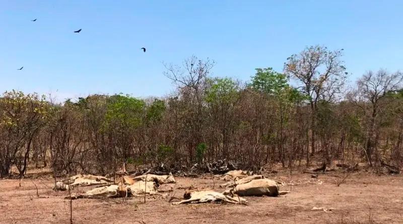 Dezenas de bois morrem de fome em fazenda