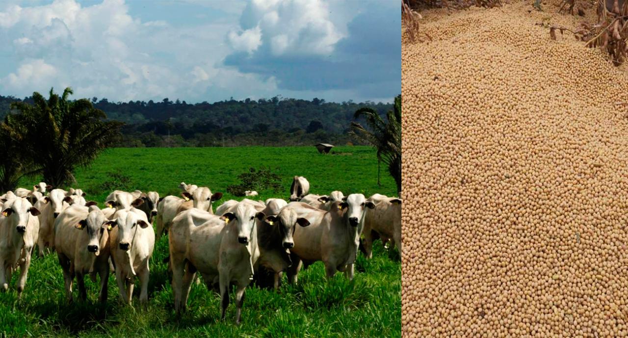 Exportação de produtos do agronegócio paraense avançou quase 70%