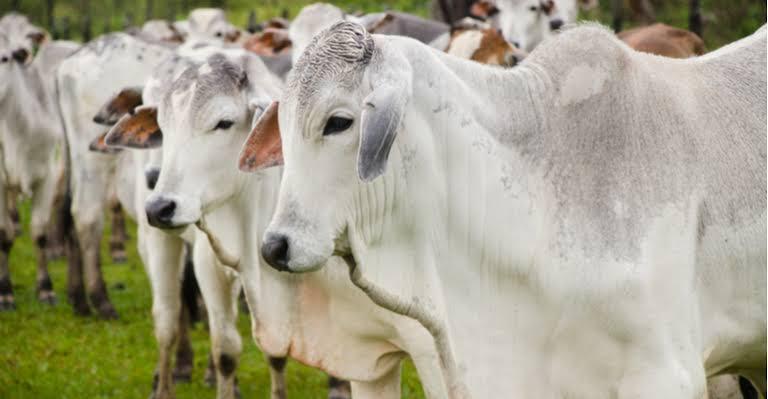 ECONOMIA: Rússia anuncia fim do embargo à carne brasileira exportada do Pará