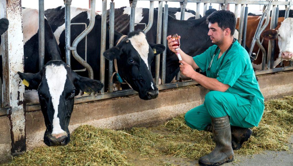Deputados querem o fim do diploma para Veterinários