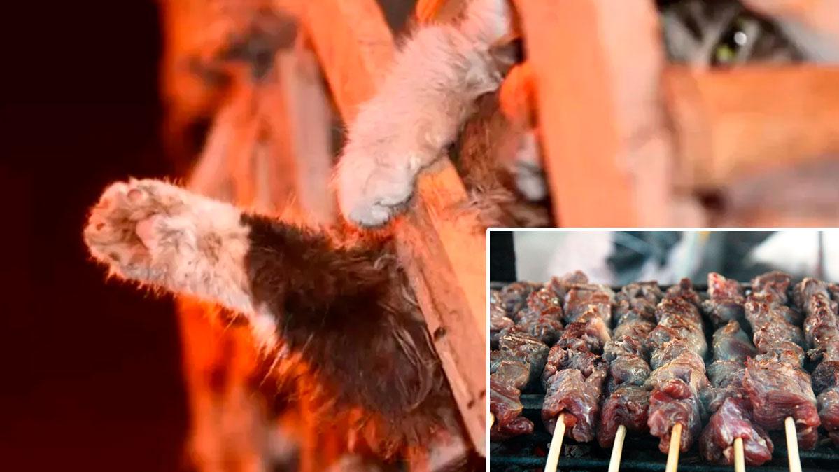 Espetinho de gato? Polícia resgata gatos que seriam mortos para venda da carne