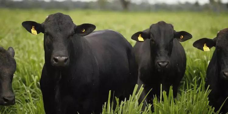 Uso de tecnologias valoriza produção da carne no Pará