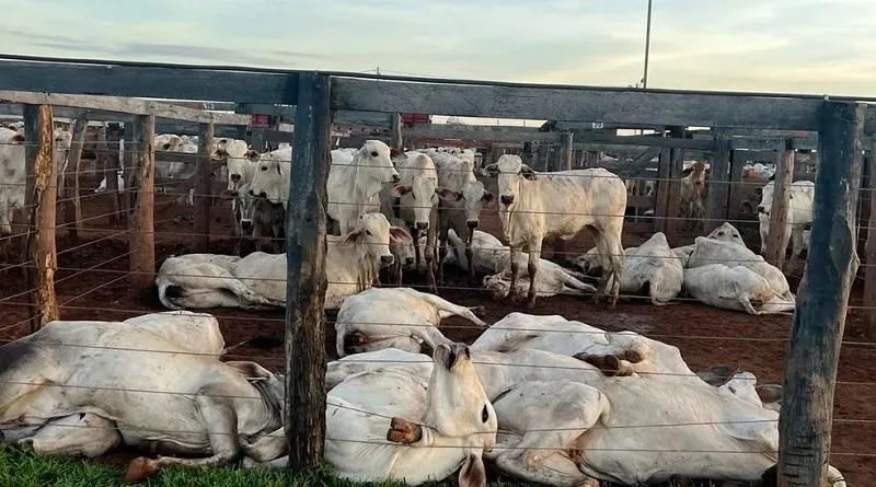 Cabo de alta tensão cai em curral e mata mais de 80 bois em leilão; prejuízo passa de R$ 200 mil