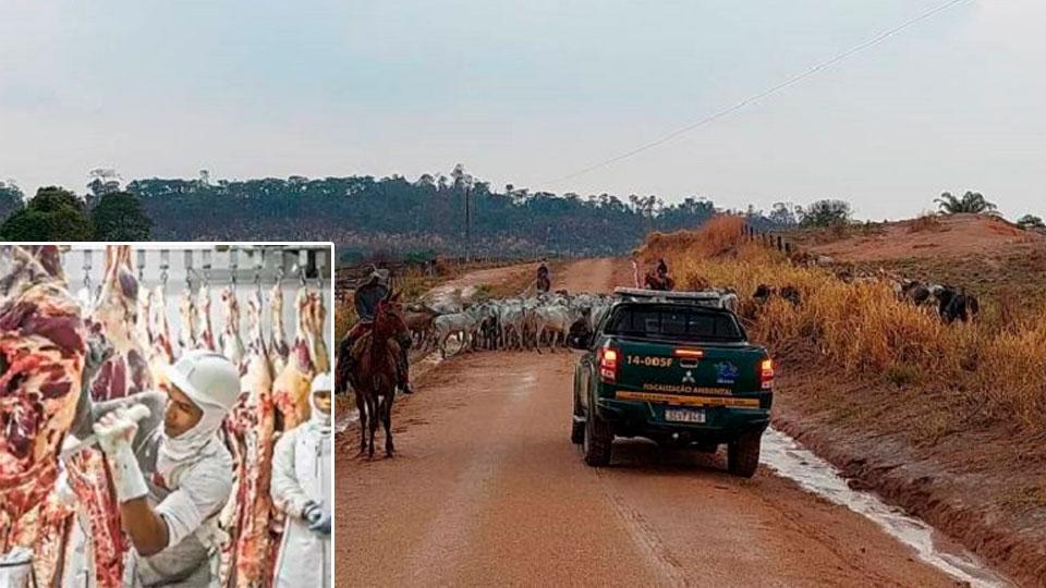 Frigorífico “163 Beef” de Novo Progresso foi multado em  R$ 1,3 milhão por comércio de gado criado em áreas embargadas por desmatamento ilegal