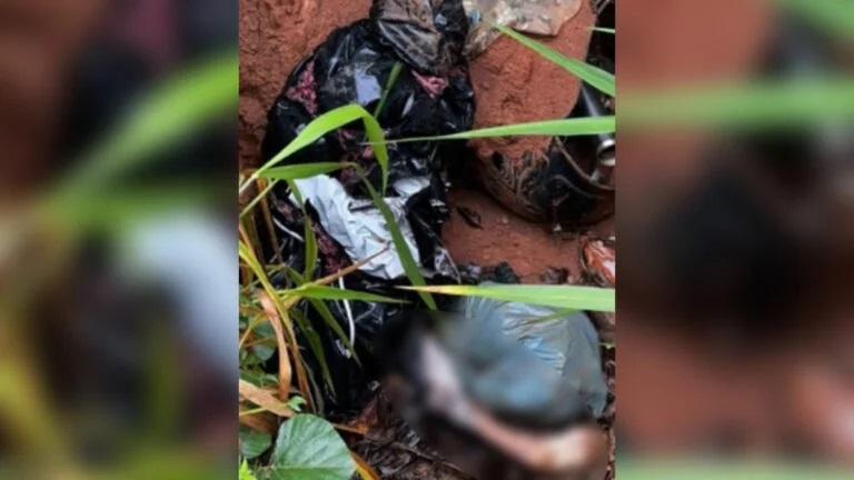 Corpo de Homem Esquartejado é Encontrado no Garimpo Mamual