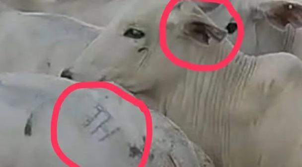 Fazendeiro oferece recompensa para recuperar gado furtado em Novo Progresso