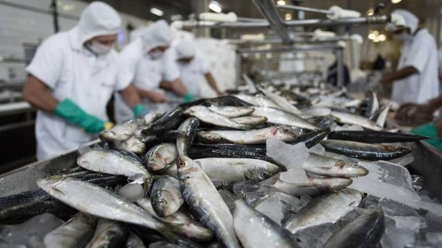 Tarifas dos EUA atingem duramente o Estado do Pará, maior exportador de pescados do Brasil