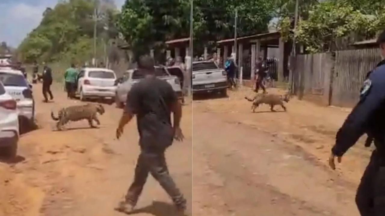 VÍDEO: Onça-pintada invade casas e é capturada após três horas de buscas em Porto Velho