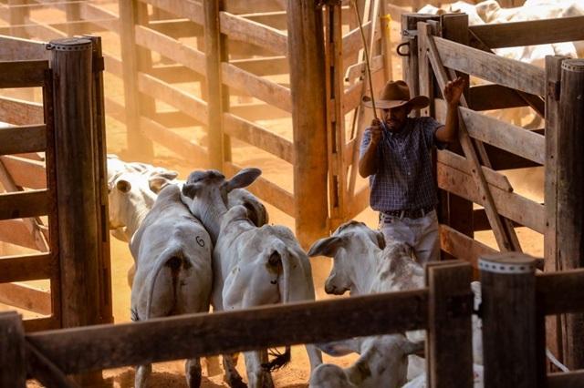 Pará realiza primeira exportação de carne bovina com rastreabilidade individual