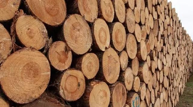 MPF pede cumprimento de decisão que obrigou fraudadores a pagar R$ 12,5 milhões e recompor área desmatada no PA