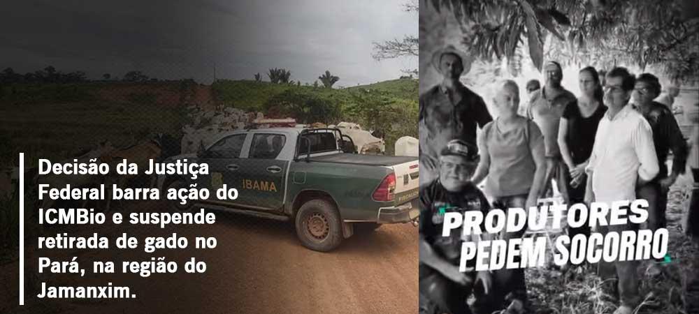 Decisão da Justiça Federal barra ação do ICMBio e suspende retirada de gado na região do Jamanxim no Pará.