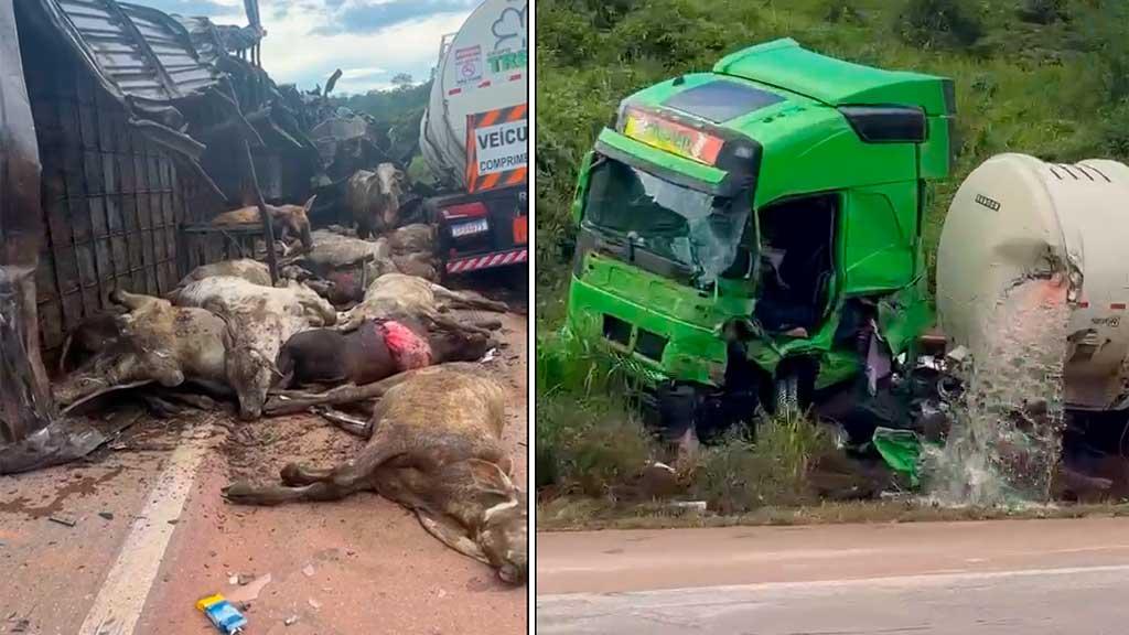 Colisão entre carretas na BR-163 deixa bois mortos e feridos próximo a Moraes Almeida, em Itaituba